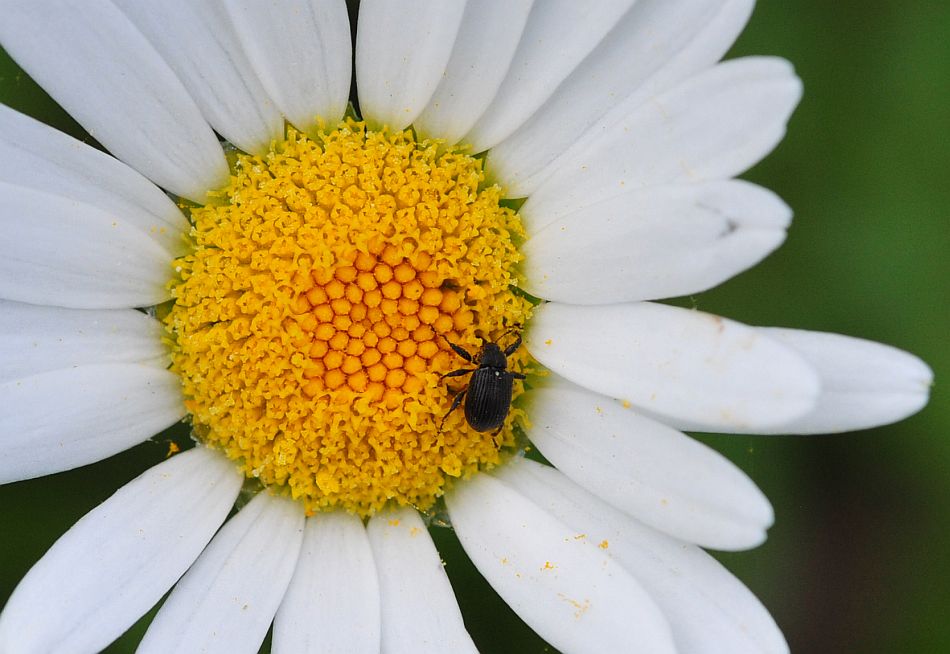 La vita in un fiore - seconda parte